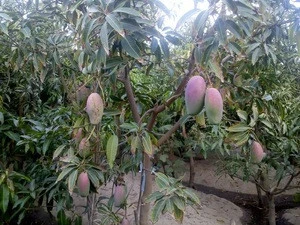 fresh Mangoes