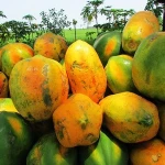 Fresh Papaya Unripe, Ripe and Papaya Leaf..