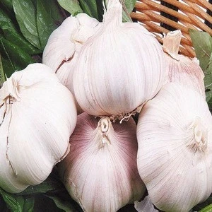 Fresh Pure White Normal White garlic supplier in China