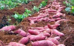 Fresh Sweet Potatoes Viet Nam