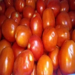 Fresh Tomato