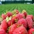 Import Fresh Whole, Diced and Sliced Strawberry Fruits from Germany
