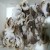 Import FROZEN BABY OCTOPUS OF HIGH QUALITY from China