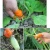 Import Garden Tools Fruit and Vegetable Picking Potted Plants Trim Silicone Thumb Knife Set Picking Portable Knife from China
