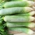 Import Good Quality Delicious Sweet Fresh Green Radish from China