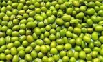 Green Millet