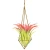 Import Hanging Air Plant Holder Himmeli for Tillandsia Airplants Display Wall Hanging Geometric Metal Tillandsia Air Plants Rack from China