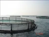 HDPE aquaculture equipment for fish farms in the sea