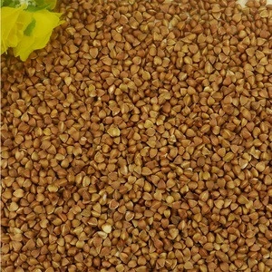 High Quality Brown Roasted Buckwheat for Sale