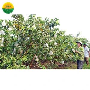 HIGH QUALITY FRESH GUAVA FROM VIETNAM WITH GOOD PRICE