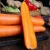 Import High Quality Fresh Organic Spring Red Carrots With Low Price from China