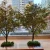 Import High Quality Plastic Artificial Banyan Tree from China