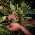 High-quality Prices Fresh Sweet Hass Avocado from Mexico