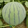 Honeydew-Hybrid Green Stripes Red Meat Seeded Round Watermelon Seed For Planting