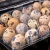 Import Hot Sale Clear PET Plastic Quail Egg Tray For Packing Eggs from China