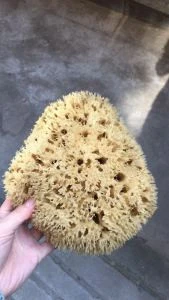 Hot sale Natural sea Sponge