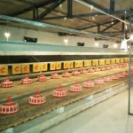 Hot Sale Poultry Farm Chicken Feeding System Chicken House Feeder Pan