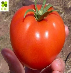 Hot sale Vietnam fresh Tomato