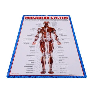 India language Anatomy educational charts with Muscular system hanging chart poster