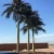 Import Interior and external house decoration large date palm tree from China