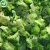 Import IQF frozen broccoli fresh broccoli and frozen vegetables from China