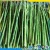 Import IQF green fresh Asparagus Prices from China