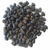 jatropha seeds for sale