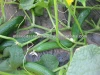 Kareem F1 Hybrid Cucumber Seeds