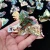 Import Kilo Prices Natural Bismuth Crystal Metal Ingots Crystal Mineral Specimen For Sale from China
