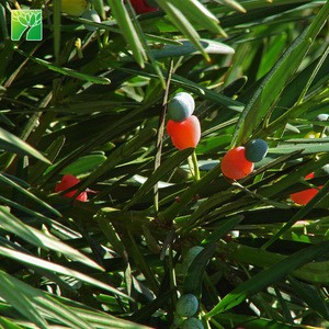 Large outdoor bonsai trees yew plum pine Podocarpus macrophyllus