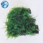Live Aquarium Vesicularia sp. Tropical Plants