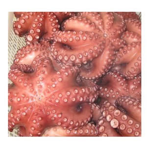 Live Octopus For Sale