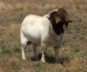 Male & Female Kalahari red and boer goats - Goats for sale