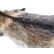 Import Manufacturer Directly Supplies High Quality Animal Skin Materials Real Raccoon Fur/Pelt from China