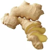 Manufacturer wholesale 100% natural yellow premium fresh refreshing and delicious organic ginger
