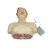 Import Medical science model and human half body simulation CPR Manikin for Medical Training from China