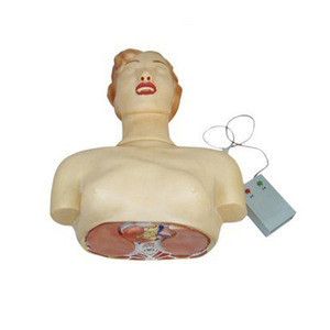 Half Body Model Science Buy Medical Science Model And Human Half Body Simulation Cpr Manikin ...