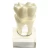 Import Medical Student Use for Dental Study / Teaching / Training Tooth Nerve Anatomy Model from China