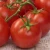 Import Mexico Grown Fresh Tomato Cluster Robinson Fresh MOQ 10 pieces Quick Delivery in US from USA