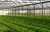 Import Multi-Span Poly Greenhouse for letture production from China