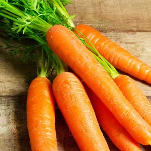 Natural Healthy Fresh Carrot / Quality Natural Green Fresh Carrot/Crispy Delicious Carrot