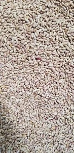New crop red and white  kidney beans
