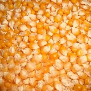 Non GMO White and Yellow Corn/Maize