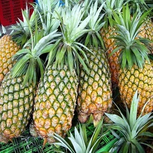 Orchard Direct Sale Large Raw Sweet And Sour Fresh Pineapple