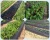 Import pe agriculture perforated plastic mulch film weed barrier plastic mulch layer from China