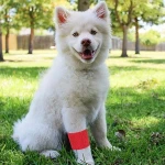 Pet Non-Woven Self-Adhesive Elastic Bandage High Quality