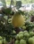 Import POMELO fruit - grapefruit with best price 2021 from Republic of Türkiye