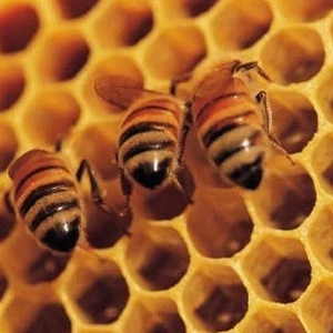 Pure Organic Food Grade Bee wax