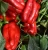 Import QUALITY RED CAPSICUM from South Africa