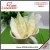 Import Rabbit Ears Wrapped by Chicken Hot Selling from China